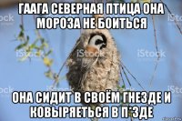 гаага северная птица она мороза не боиться она сидит в своём гнезде и ковыряеться в п*зде
