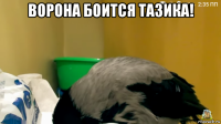 ворона боится тазика! 