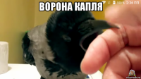 ворона капля 