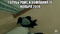 голубь райс и компания 15 ноября 2019 