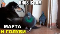 bhos is tom 