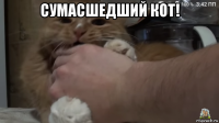 сумасшедший кот! 
