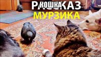 кошка 