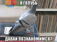 я голубь давай познакомимся?