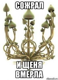 сожрал и щеня вмерла