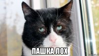 пашка лох