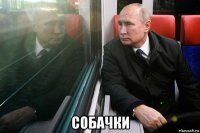  собачки