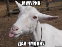 мууурик дай чмокну