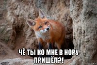  чё ты ко мне в нору пришёл?!