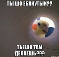 ты шо ебанутый?? ты шо там делаешь???