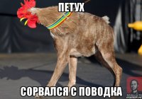петух сорвался с поводка
