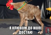  я клювом до жопе достаю