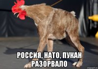  россия, нато, пукан разорвало