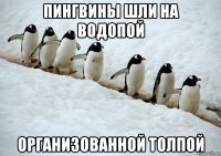 пингвины шли на водопой организованной толпой