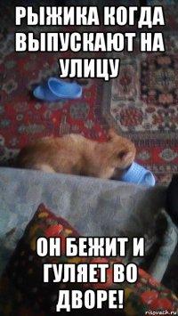 рыжика когда выпускают на улицу он бежит и гуляет во дворе!