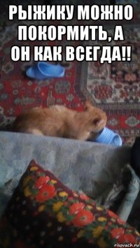 рыжику можно покормить, а он как всегда!! 