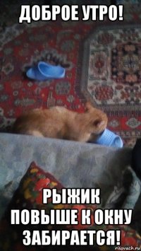 доброе утро! рыжик повыше к окну забирается!
