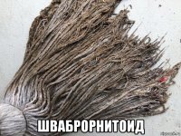  шваброрнитоид