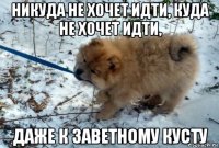 никуда не хочет идти, куда не хочет идти, даже к заветному кусту