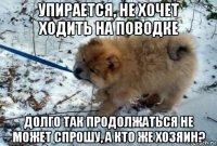 упирается, не хочет ходить на поводке долго так продолжаться не может спрошу, а кто же хозяин?