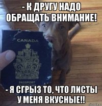- к другу надо обращать внимание! - я сгрыз то, что листы у меня вкусные!!