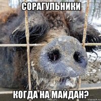 сорагульники когда на майдан?