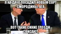 я на даче посадил новый сорт смородины. ага вот такие синие грозди. свисают