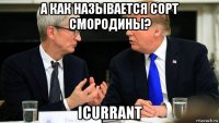 а как называется сорт смородины? icurrant