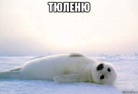 тюленю 