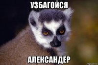 узбагойся александер