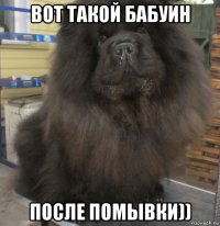 вот такой бабуин после помывки))