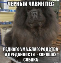 черный чавик пес редкого ума,благородства и преданности. - хорошая собака