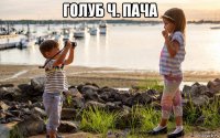 голуб ч. пача 