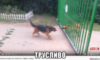  трусливо