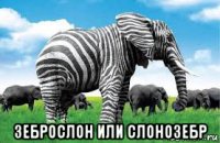  зеброслон или слонозебр
