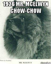 1926 mr. mcelwyn chow-chow 