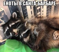 еноты в санта-барбаре 