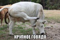  крупное говядо