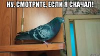 ну, смотрите, если я скачал! 