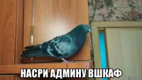  насри админу вшкаф