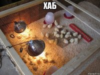 хаб 