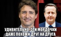 удивительно. эти мордочки даже похожи друг на друга