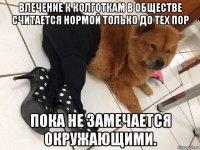 влечение к колготкам в обществе считается нормой только до тех пор пока не замечается окружающими.