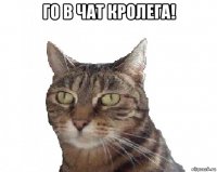 го в чат кролега! 