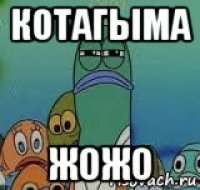 котагыма жожо