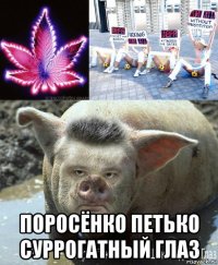  поросёнко петько суррогатный глаз