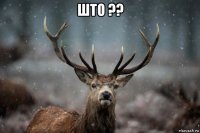 што ?? 