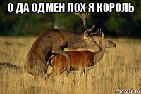 о да одмен лох я король 