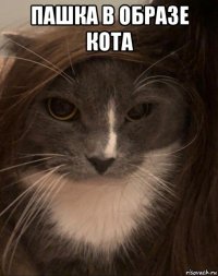 пашка в образе кота 
