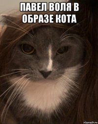 павел воля в образе кота 